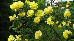 Yellow Rose