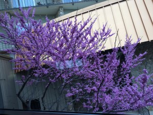 B&D Half Apr 2016 (8)