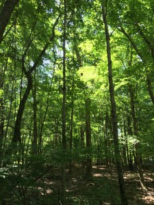 Photo Jun 25, 12 22 28 PM (1)