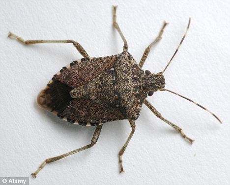 WV Stink Bug