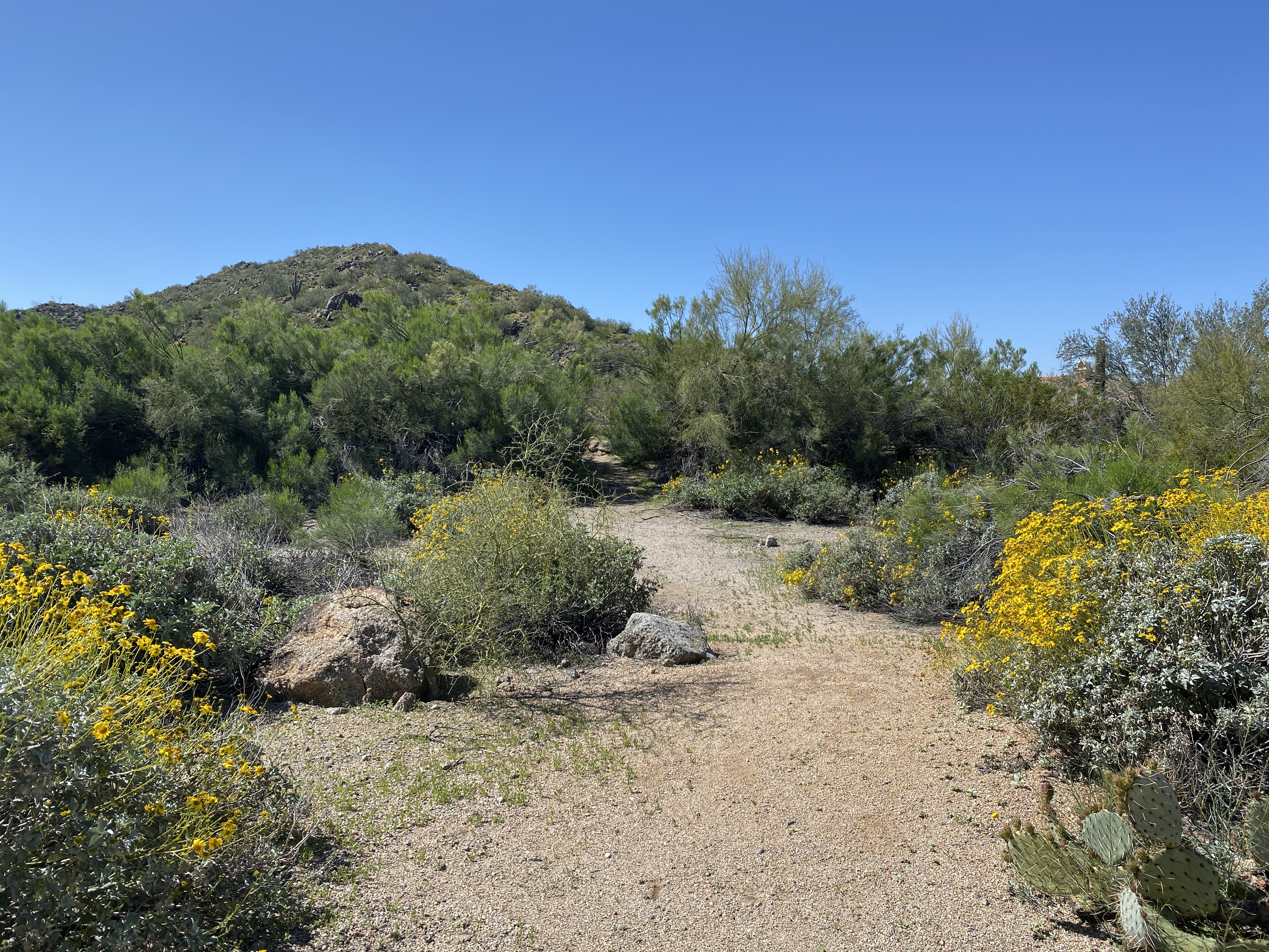 20200321_181219388_iOS