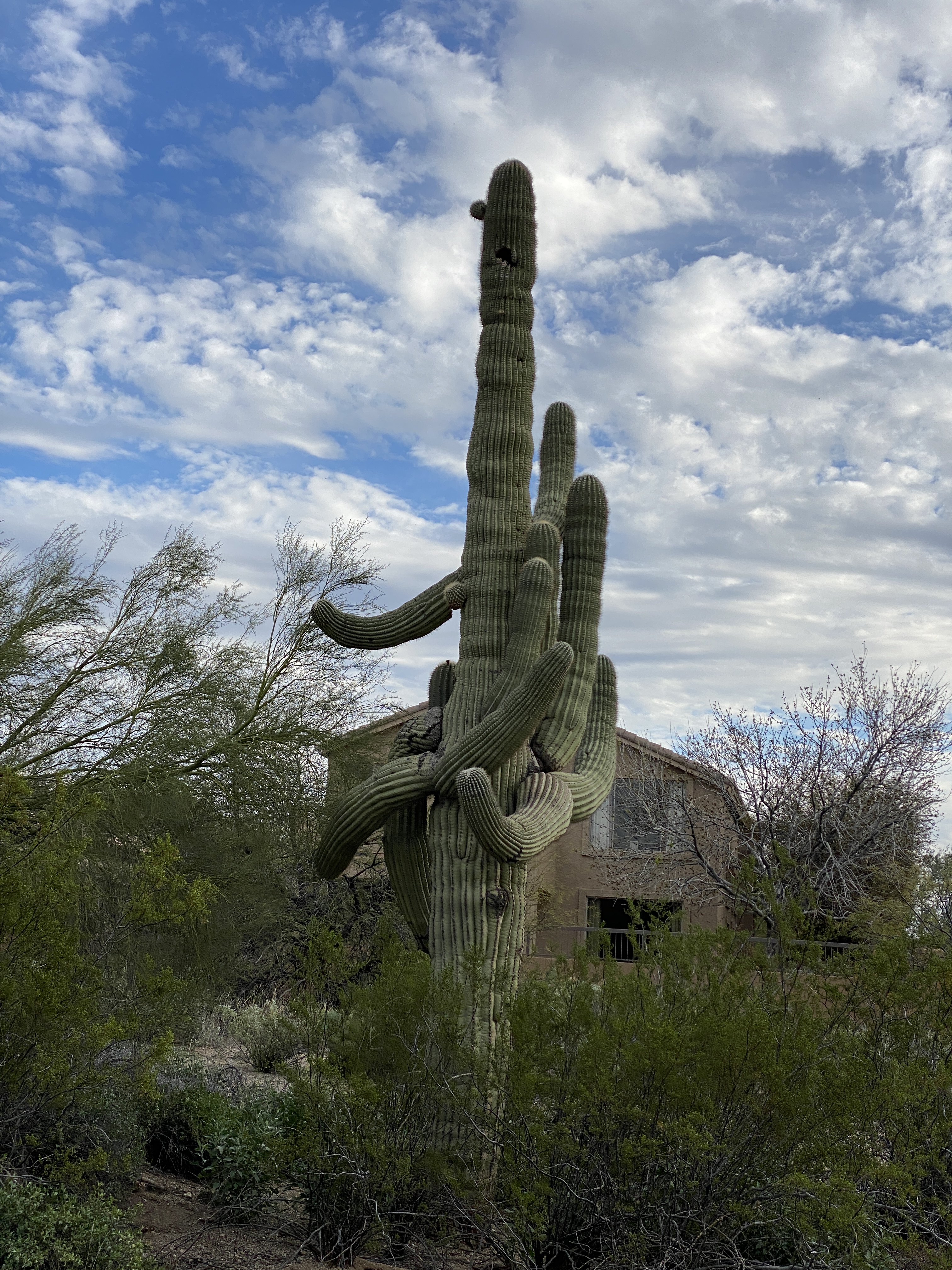 Las Sendas PM Walk (5)